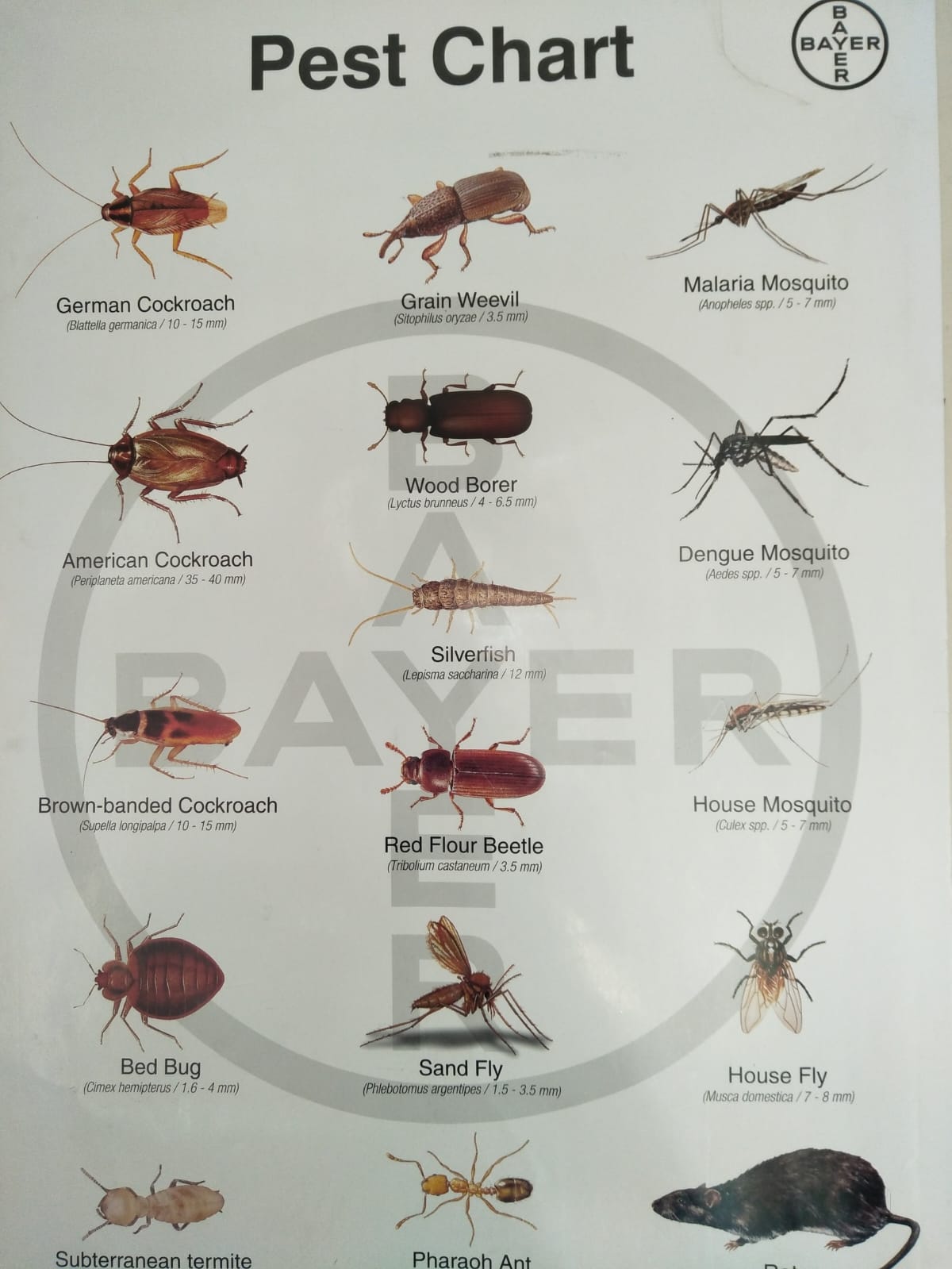 gallery : Professional Pest Control Services Chart