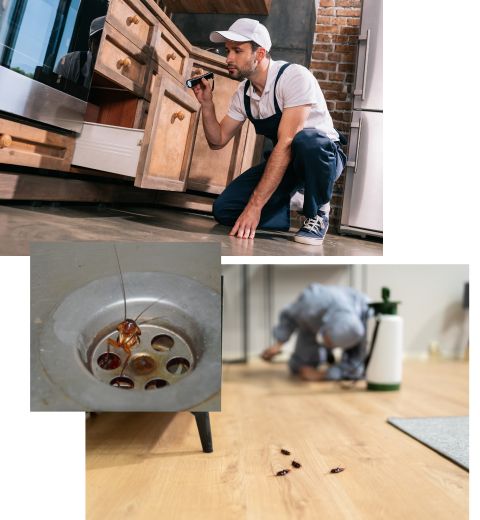 cockroach control services