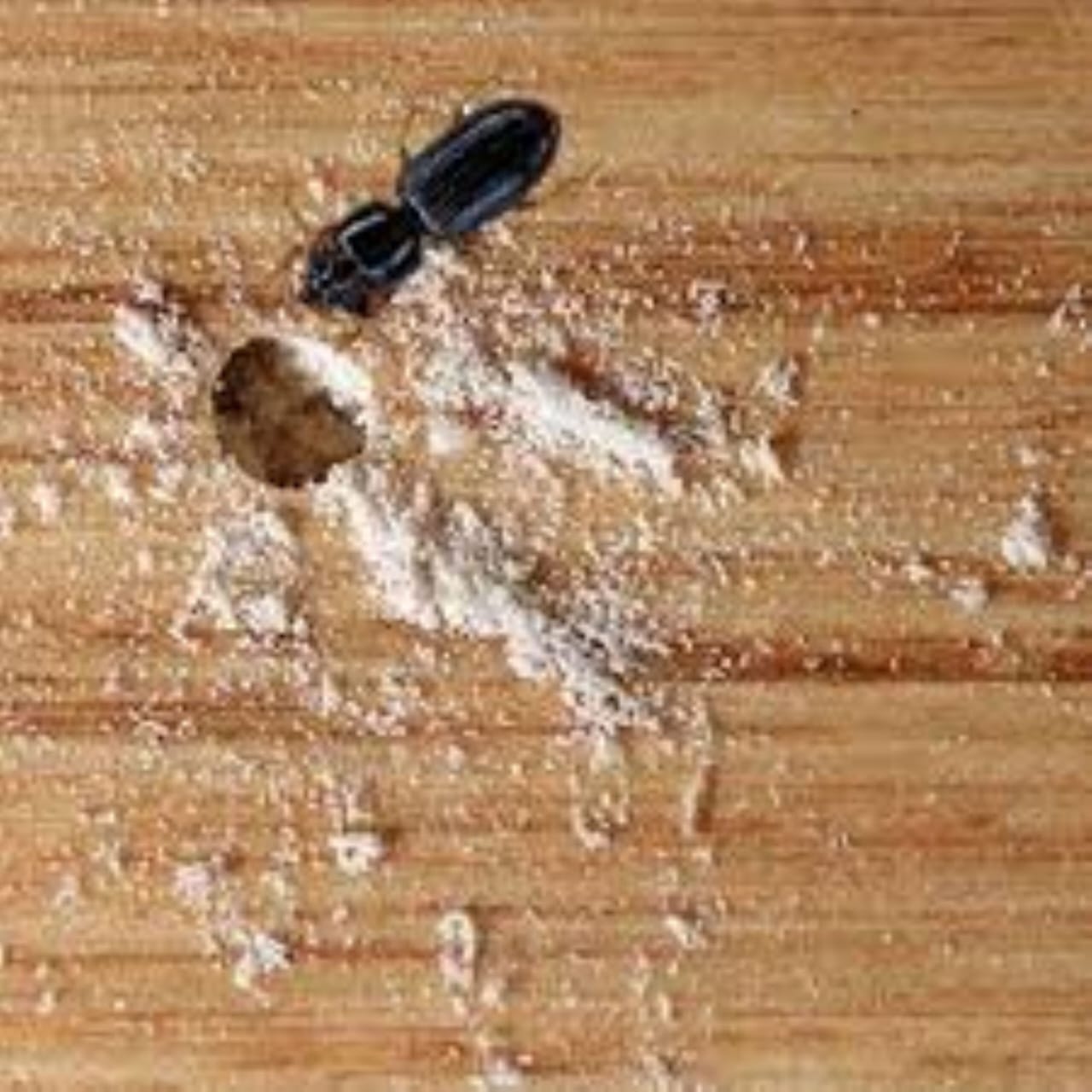 Wood-Borer Control Bangalore pcs woodborer