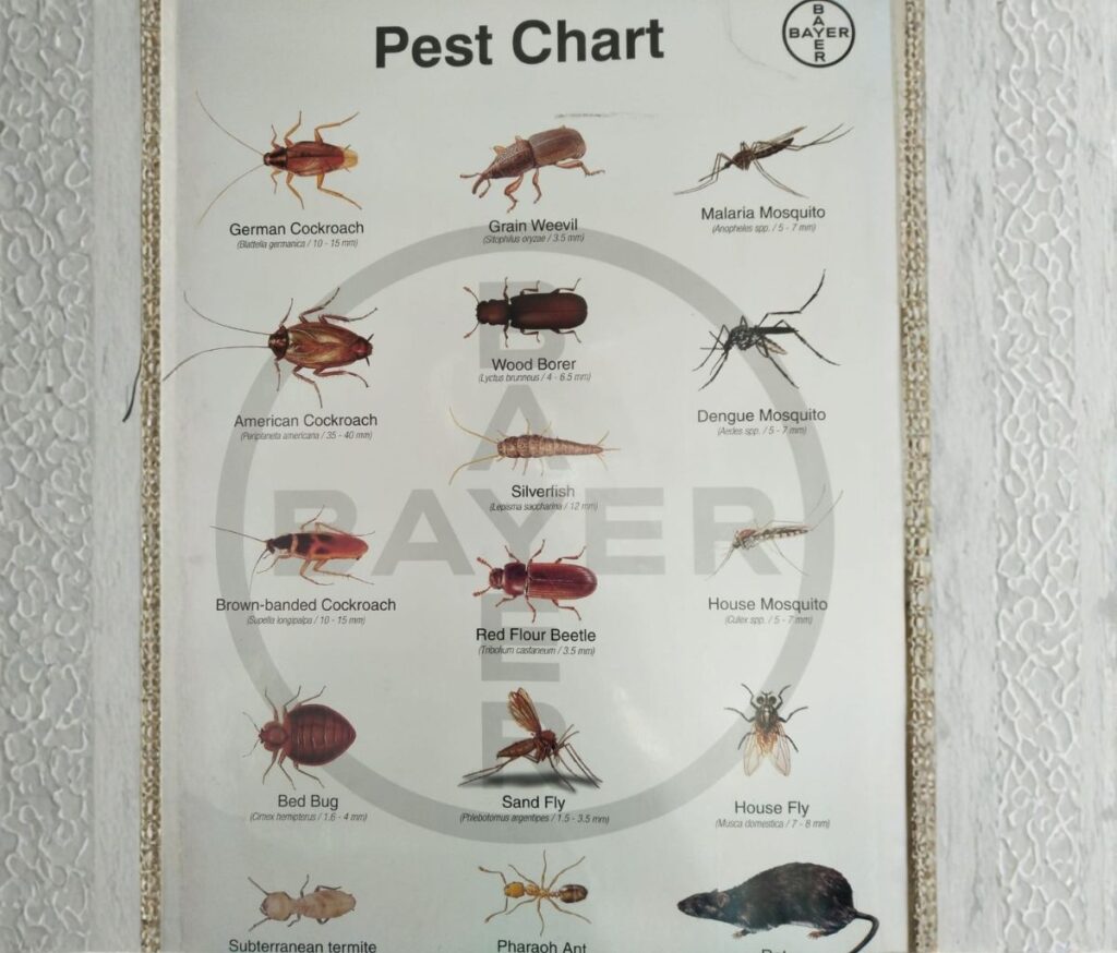 Gallery pest chart