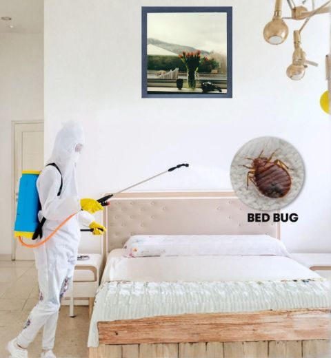 Bed-bugs pest control Services
