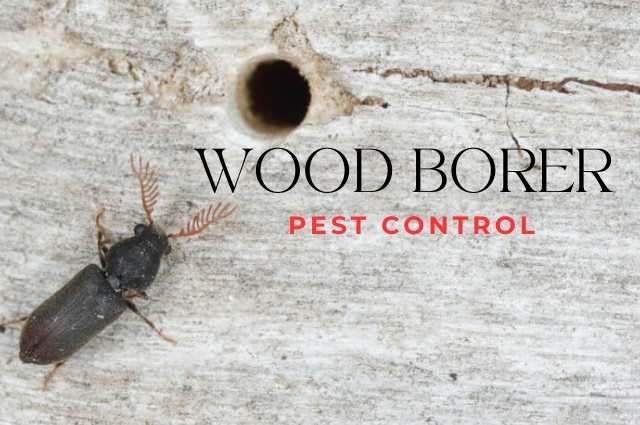 wood borer pest Control Services