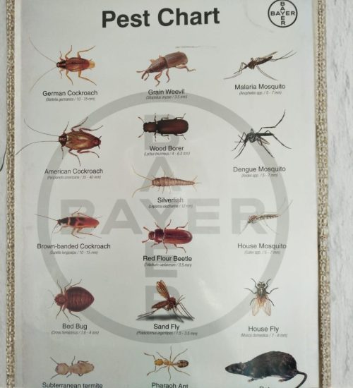 pest chart